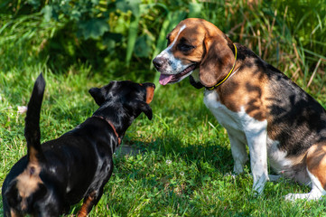 2 hunting dogs - dachshund and golden beagle sniffing each other outside in park or garden staying on the green grass