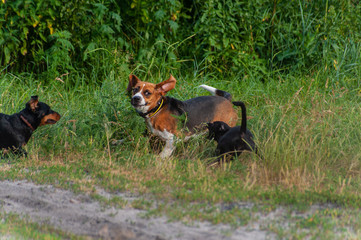 three cheerful hunting dogs - brown beagle, black dachshund and black pincher dog playing outside near the dirt road