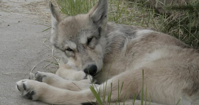 Gray wolf pup trying to sleep outside
