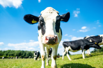 Healthy young dairy cow in beautiful green field with blue skies  - obrazy, fototapety, plakaty