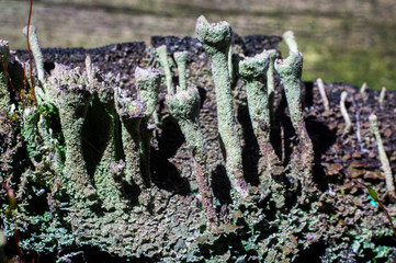 Close-up of various lichens, moss, mushrooms