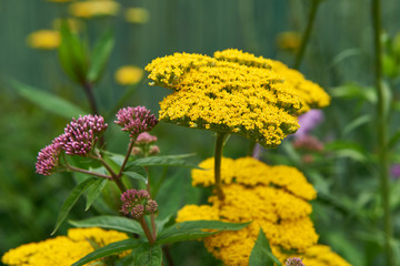 Blooming cultivar yarrow (Achillea filipendulina 'Coronation Gold') in the summer garden © Alvydas