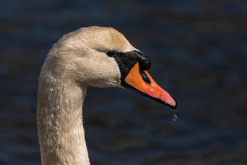 Fototapeta premium swan portrait