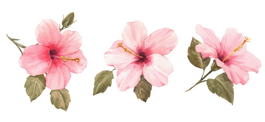 Watercolor hibiscus illustration