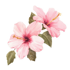 Watercolor hibiscus illustration