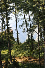 Trees on the Apuan Alps in Versilia. In the background the mount