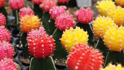 Cactus name is Gymno or Gymnocalycium mihanovichii.