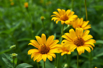 Pot Marigold in the summertime.