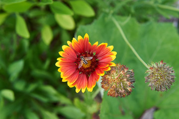 Red flower ring, bee collects nectar.