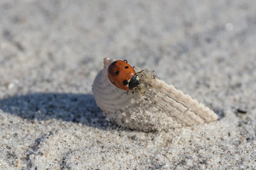 marienkäfer