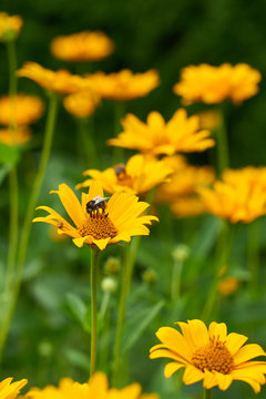 Pot Marigold in the summertime.Yellow large flower ring, bee collects nectar.