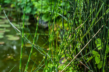 Equisetum hyemale green stems, looking like young bamboo near the water of garden pond
