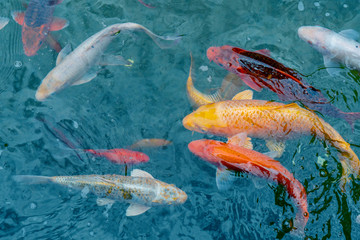 Gold and red imperial fish in water.