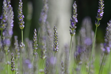Selective focus background of lavender stalks