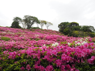 Naklejka premium the azalea flower garden