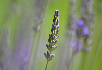 Selective focus background of lavender stalks