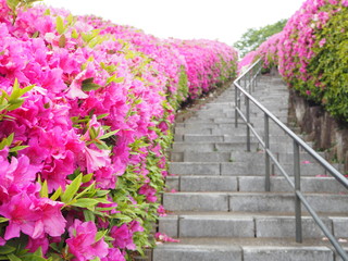 the azalea flower garden
