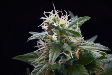 cannabis bud with trichomes on black background