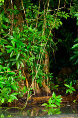 PIGMY KINGFISHER, Tortuguero River, Tortuguero National Park, Costa Rica, Central America, America