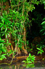 PIGMY KINGFISHER, Tortuguero River, Tortuguero National Park, Costa Rica, Central America, America