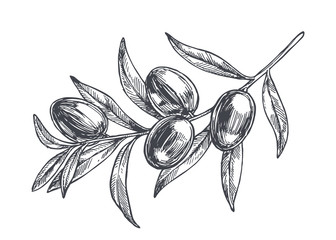 Vector vintage botanical illustration of olive branch in engraving style. Hand drawn sketch of plant with fruits isolated on white