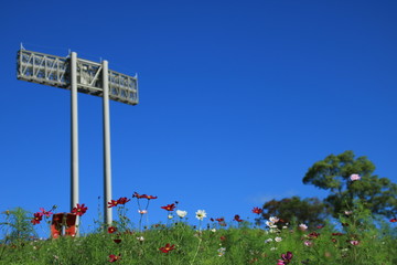  神戸・総合運動公園「コスモスの丘」とユニバー記念競技場の照明塔