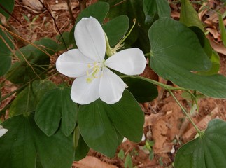 Bauhinia acuminata /white orchid-tree/snowy orchid tree-Kerala