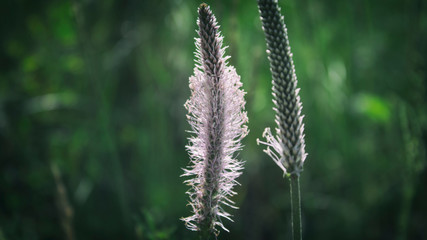 Plantain. Green plant. Natural background. Plantago. Green background.