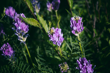Astragalus onobrychis. Meadow plants. Honey plant.  Selective focus.