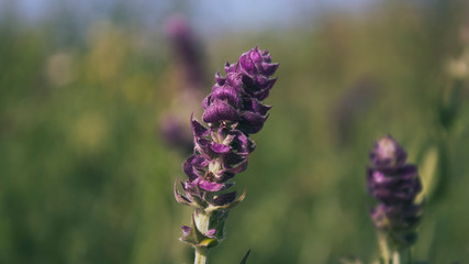 Salvia pratensis.  Meadow clary .  Meadow sage. Honey plant. Nature background.
