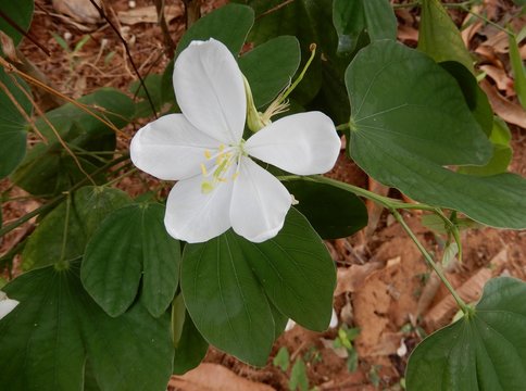 Bauhinia acuminata /white orchid-tree/snowy orchid tree-Kerala