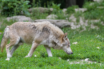 Light grey timberwolf looking for food on the edge of a forest
