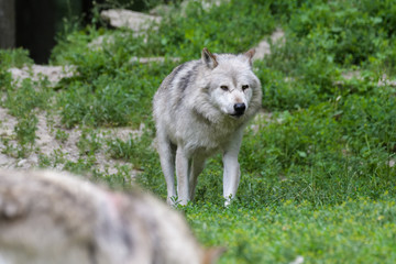 Light grey timberwolf looking for food on the edge of a forest