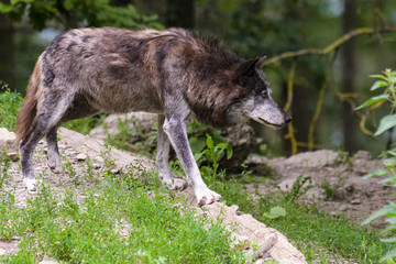 Dark gray timberwolf looking for food on the edge of a forest