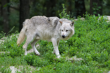 Light grey timberwolf looking for food on the edge of a forest