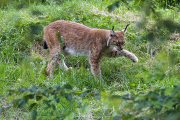European lynx looking for prey