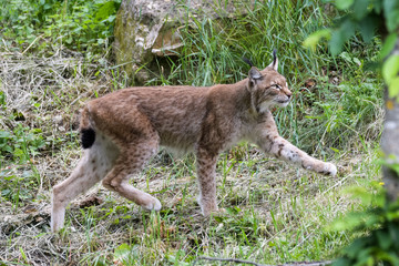 European lynx looking for prey