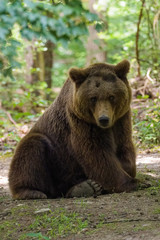 Fototapeta na wymiar Closeup of a european brown bear in a forest