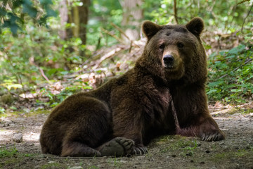 Fototapeta premium Closeup of a european brown bear in a forest