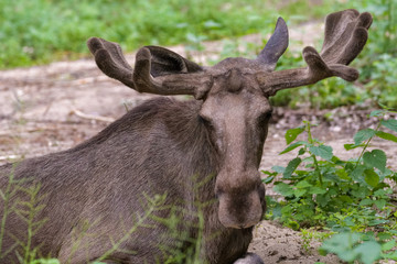 Moose bull in a forest