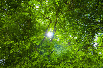 Fototapeta na wymiar Beams of the sun, The sun shining through a majestic green tree, forest trees, nature green wood sunlight background