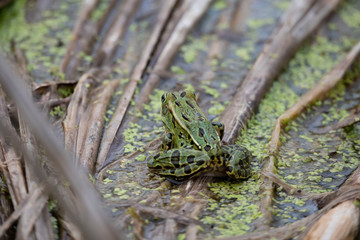 The northern leopard frog (Lithobates pipiens) in the swamp.