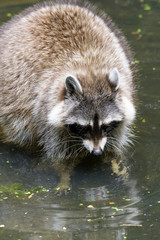 Naklejka na ściany i meble Raccoon looking for food in a lake