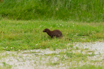 American mink on the meadow