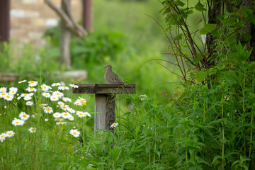 The mourning dove (Zenaida macroura) , carolina pigeon.american mourning dove