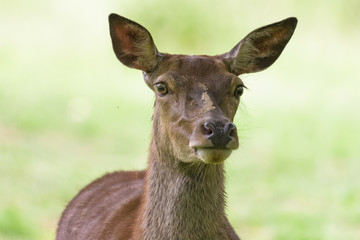 Closeup portrait of a red deer doe