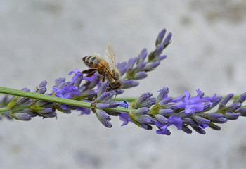 Bee feeding on lavender flower