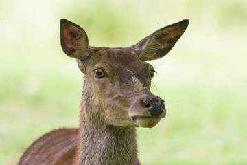Closeup portrait of a red deer doe