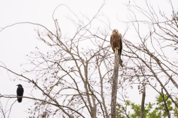 Red kite looking for prey while perching in a tree