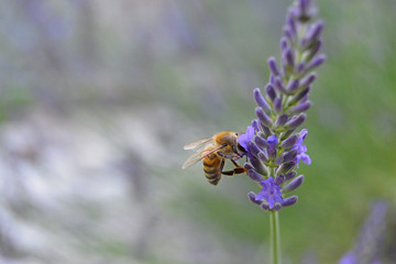 Bee feeding on lavender flower